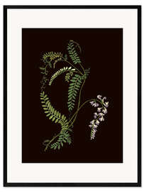 Gerahmter Kunstdruck Vicia sylvatica