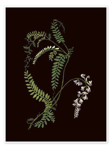 Poster Vicia sylvatica