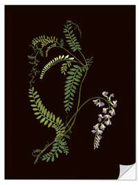 Wandsticker Vicia sylvatica