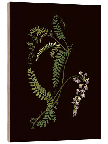 Holzbild Vicia sylvatica