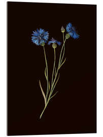 Acrylglasbild Centaurea