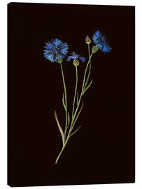 Canvas-taulu Centaurea - Mary Delany