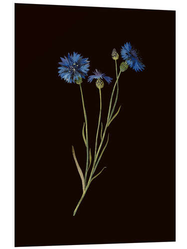 Cuadro de PVC Centaurea
