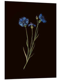 Cuadro de PVC Centaurea - Mary Delany