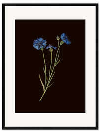 Gerahmter Kunstdruck Centaurea
