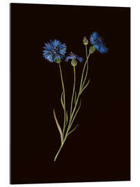Gallery Print Centaurea