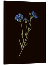 Magnettafel Centaurea