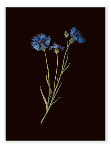 Poster Centaurea