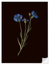Wandsticker Centaurea