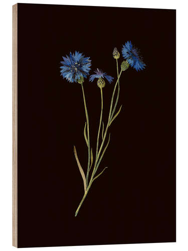 Obraz na drewnie Centaurea