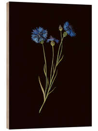 Obraz na drewnie Centaurea - Mary Delany