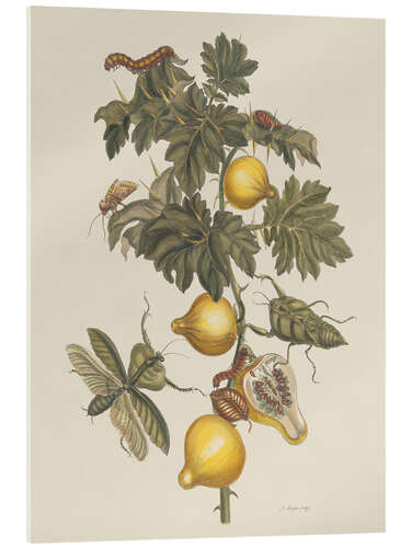 Stampa su vetro acrilico Insects of Suriname Pl 66, 1705