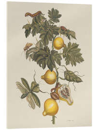 Stampa su vetro acrilico Insects of Suriname Pl 66, 1705 - Maria Sibylla Merian