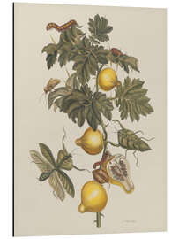 Tableau en aluminium Insectes de Surinam Pl 66, 1705