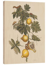 Holzbild Insekten von Suriname Pl 66, 1705 - Maria Sibylla Merian