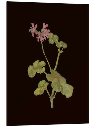 Akrylbillede Pelargonium Capitatum