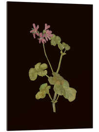 Akrylbillede Pelargonium Capitatum - Mary Delany
