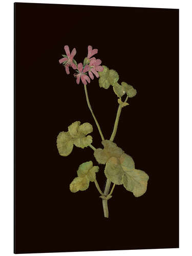 Aluminium print Pelargonium Capitatum