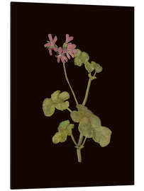 Aluminium print Pelargonium Capitatum - Mary Delany