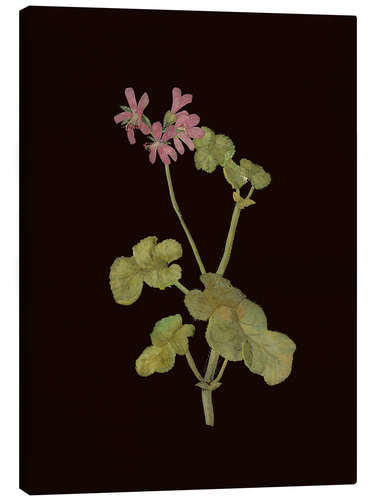 Canvas print Pelargonium Capitatum