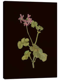 Canvas print Pelargonium Capitatum - Mary Delany