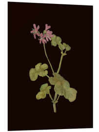 Hartschaumbild Pelargonium Capitatum