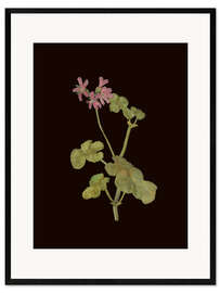 Gerahmter Kunstdruck Pelargonium Capitatum