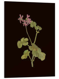 Gallery Print Pelargonium Capitatum