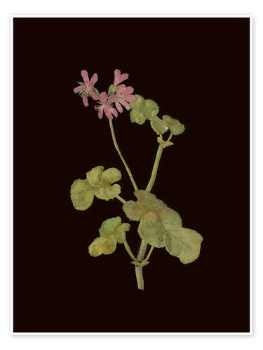 Poster Pelargonium Capitatum