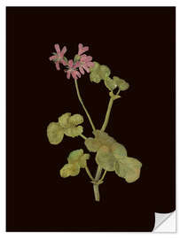 Wandsticker Pelargonium Capitatum