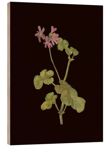 Stampa su legno Pelargonium Capitatum