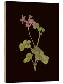 Stampa su legno Pelargonium Capitatum - Mary Delany