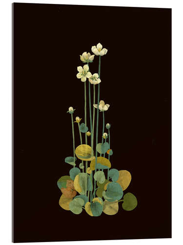 Tableau en verre acrylique Parnassium Palustris