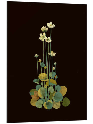 Aluminium print Parnassium Palustris
