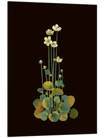 Aluminium print Parnassium Palustris - Mary Delany