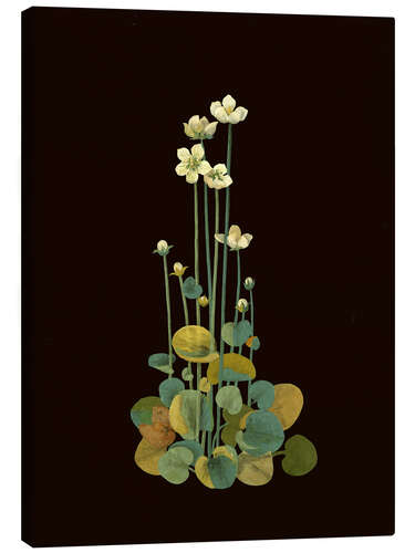 Lienzo Parnassium Palustris