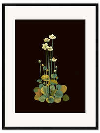 Gerahmter Kunstdruck Parnassium Palustris
