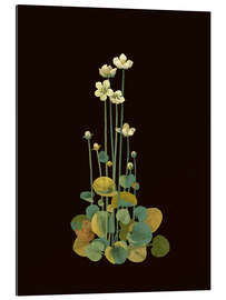 Gallery Print Parnassium Palustris