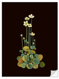 Wandsticker Parnassium Palustris