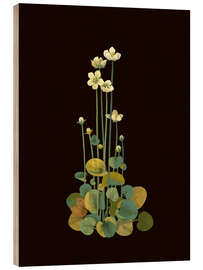 Cuadro de madera Parnassium Palustris - Mary Delany