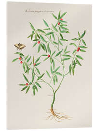 Acrylic print Solanum fruticulum bacciferum - Giovanna Garzoni