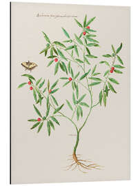 Aluminium print Solanum fruticulum bacciferum - Giovanna Garzoni