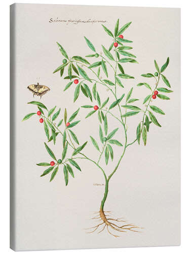Canvas print Solanum fruticulum bacciferum