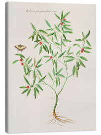 Lærredsbillede Solanum fruticulum bacciferum - Giovanna Garzoni