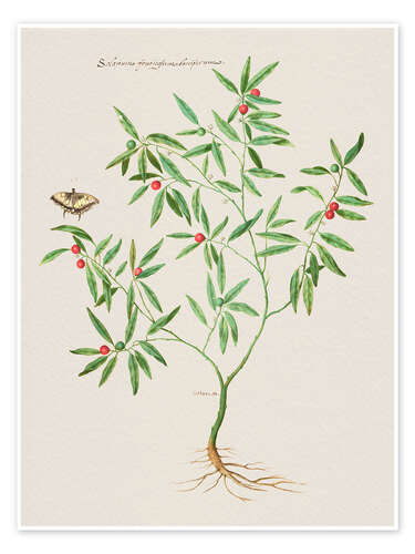Poster Solanum fruticulum bacciferum