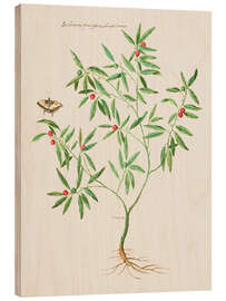 Holzbild Solanum fruticulum bacciferum - Giovanna Garzoni