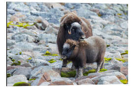 Alubild Mutterliebe - Moqui, Daniela Beyer