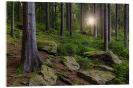 Quadro em acrílico Sun in the Erzgebirge Forest, Germany - Moqui, Daniela Beyer