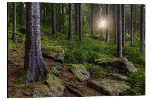 Aluminium print Sun in the Erzgebirge Forest, Germany
