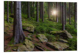 Aluminium print Sun in the Erzgebirge Forest, Germany - Moqui, Daniela Beyer